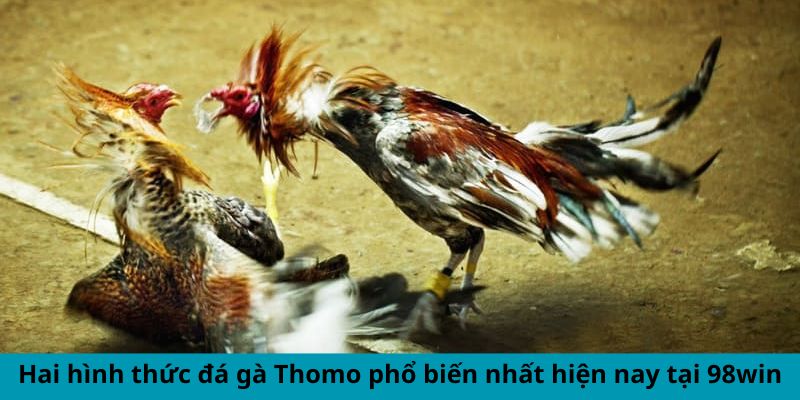 Hai hình thức đá gà Thomo phổ biến nhất hiện nay tại 98win