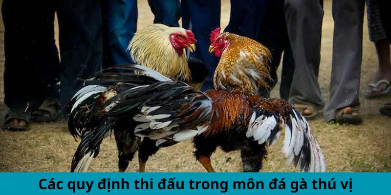 Các quy định thi đấu trong môn đá gà thú vị