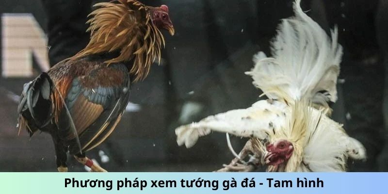 Phương pháp xem tướng gà đá - Tam hình